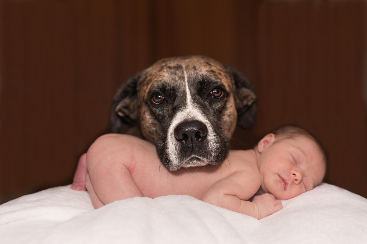 Kutya és a baba