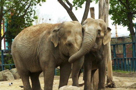 Budapest Zoo 