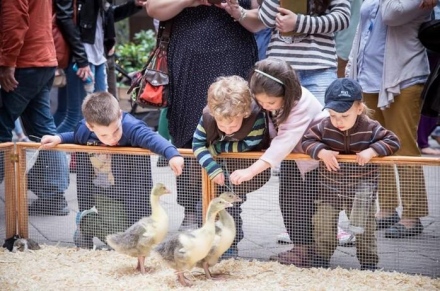 Állatsimogató a város közepén 