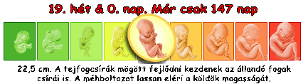 Kép