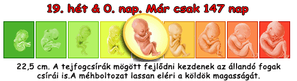 Kép