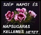 Kép